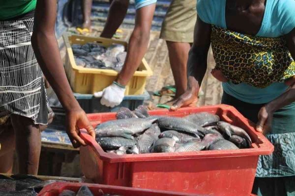 Nigeria Launches US $6.2 Million Aquaculture Centre in Epe to Boost Fish Farming